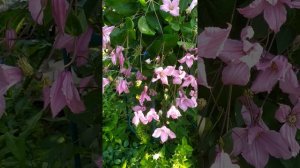 Клематис 'Алёнушка' (Clematis 'Aljonushka')