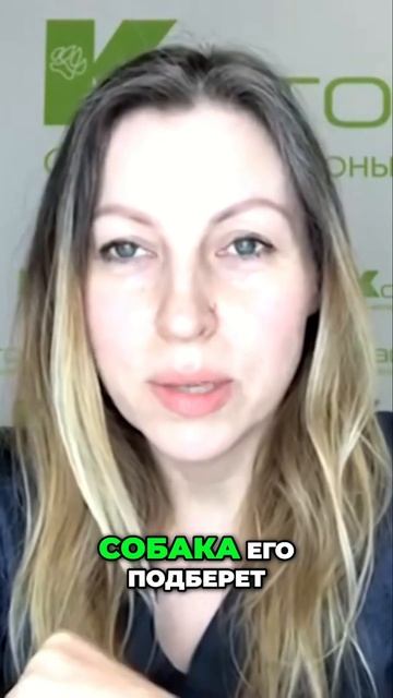 Опасные продукты для собак | Что нельзя давать? смотреть онлайн