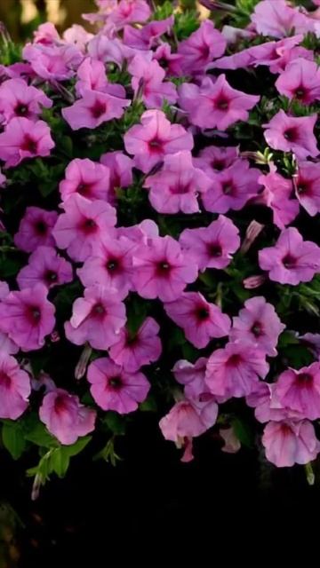 Выращивали данную петунию? Какие расцветки понравили? смотреть онлайн