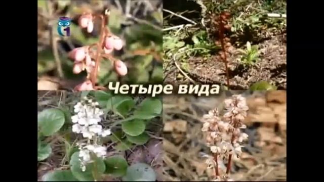 Грушанка смотреть онлайн