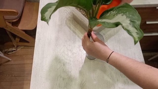 100 дней пересадки: аглаонема паттайя бьюти | Замиолия смотреть онлайн