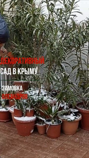Спасаем олеандры в Крыму смотреть онлайн