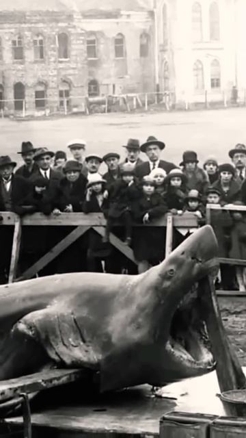 Белая акула пойманная у берегов Стамбула в 1920 году! #мо смотреть онлайн