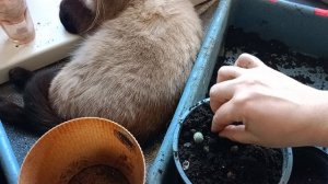 Кактусы Хамецереус Сильвестра посадка