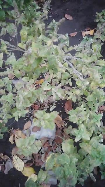 Мята#наша дача смотреть онлайн