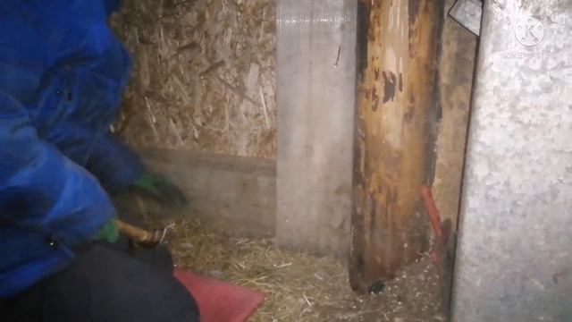 Борьба с мышами. Утепляем птичник. смотреть онлайн