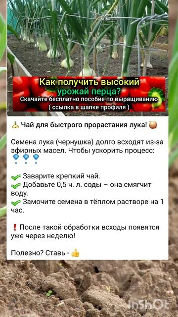 секреты выращивания репчатого лука смотреть онлайн