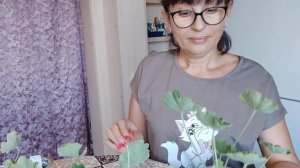 Укоренение Т. А. Эммануэль🌱🥰. #пеларгония #цветы#цвет
