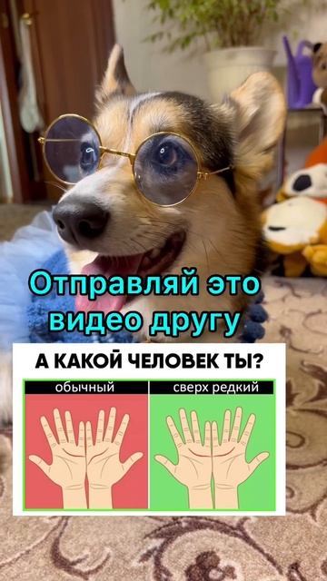 СМЕШНЫЕ ЖИВОТНЫЕ | КАКОЙ ТЫ ЧЕЛОВЕК? смотреть онлайн