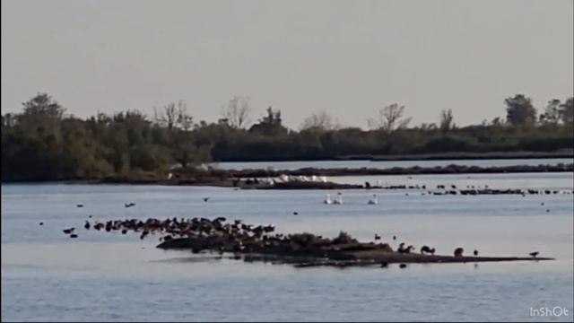 Интересные факты о фламинго. Едят ли мясо фламинго? смотреть онлайн