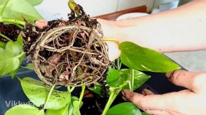 Эпипремнум: Советы по уходу за молодым растением