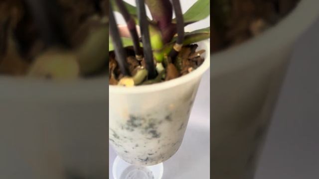 Орхидея Magic. #orchid #цветы #цветущиеорхидеи #обзорорхидей смотреть онлайн