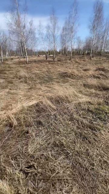 #ytshorts #средник #подснежники #весна смотреть онлайн