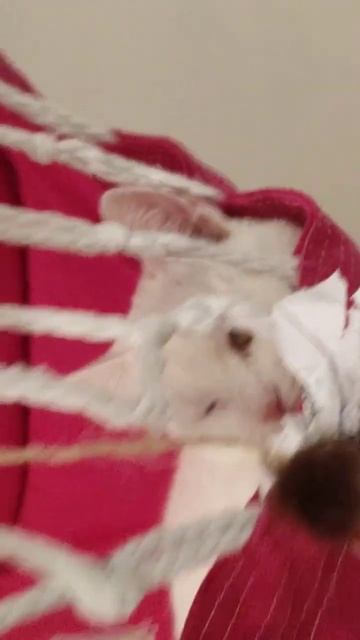 кошка качается ;)) #счастье #белка #качели #кошка смотреть онлайн