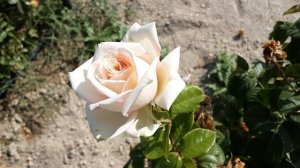 Мадам Анизет чайно гибридная роза. Питомник Роз Полин?