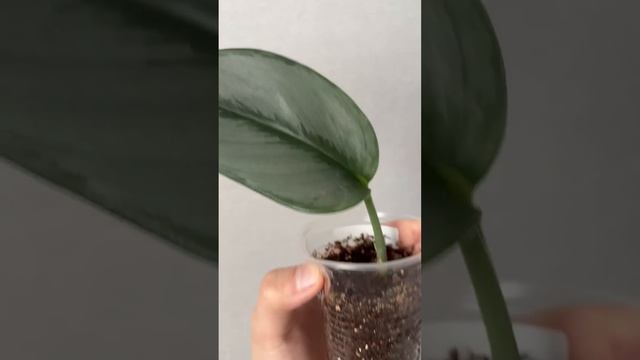 Тгк зеленая жизнь в квартире #plant #растения #сцинд смотреть онлайн