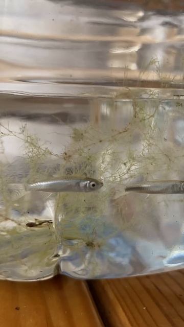 Маленькие рыбки из Чёрного моря, Благовещенская - 05.09.20 смотреть онлайн