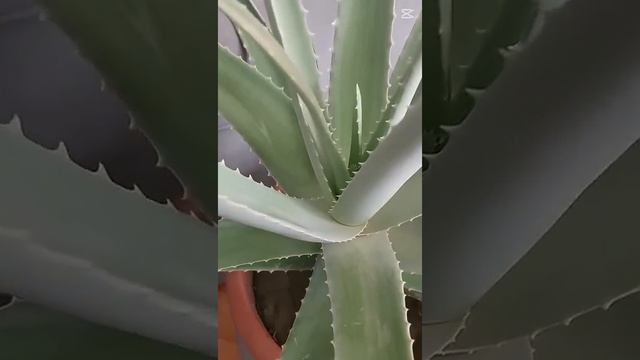 *Алоэ Вера: два поколения-одно чудо-растение* Открой д? смотреть онлайн