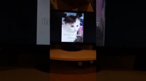 хозяин и мурзик