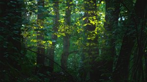 Звуки летнего леса   / 1 час /  АСМР / эпизод 1 / Звуки птиц