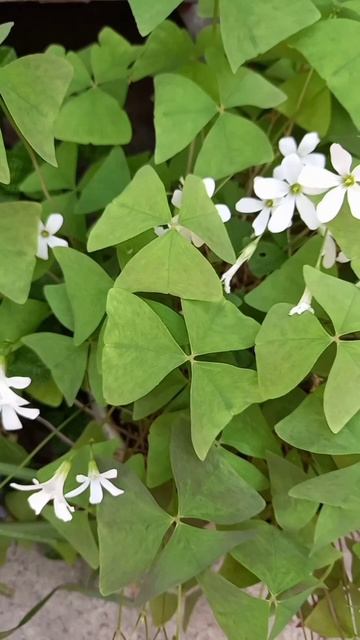 Кислица зелёная #кислица #деньиночь #oxalis #комнатныецве смотреть онлайн