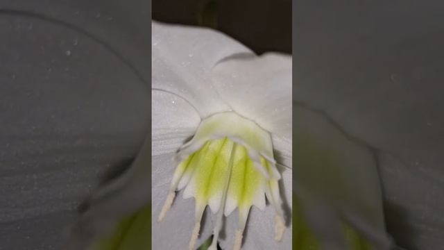 ЭУХАРИС#цветы#красота#природа#любовь смотреть онлайн