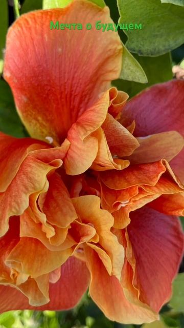 Будущее прекрасно#love #flowers смотреть онлайн