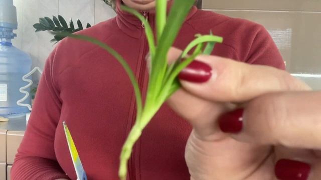 Черенкую ампельную гвоздику в перлите 🌸 смотреть онлайн