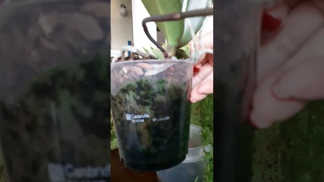 Орхидея фал. Претория. Зимнее цветение #орхидеи #цвету? смотреть онлайн