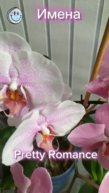 Названия орхидей #орхидеи #орхидеяуход #orhid #орхидеяцв? смотреть онлайн