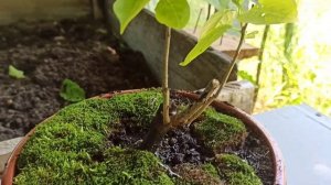 Корневое черенкование хурмы спустя три года