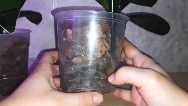 Что более губительное для орхидеи, перелить или перес? смотреть онлайн