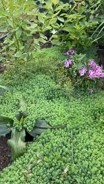 Почвопокровники очиток и вероника!