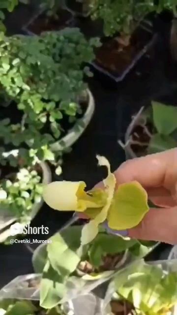 Зашла в цветочный магазин просто посмотреть. #цветокв смотреть онлайн