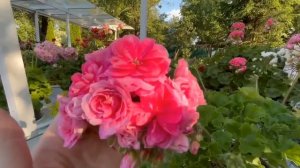 Цветение сортовых пеларгоний