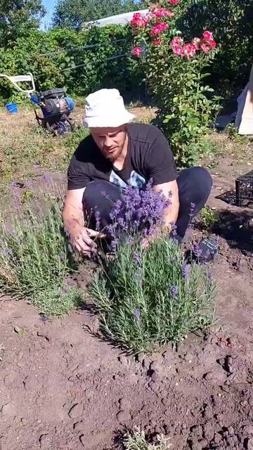 Обрезка лаванды🌿 смотреть онлайн