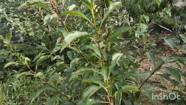 Диплоидная слива Бербанк Гигант.