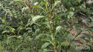 Диплоидная слива Бербанк Гигант.