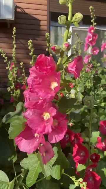 Мальвы! А вы любите эти цветы? смотреть онлайн