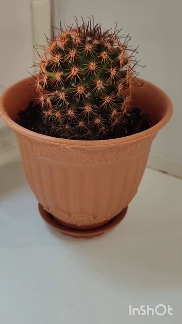 Пересаживаем кактус 🌵 "Федю" ☺️ 1 часть #кактус #перес смотреть онлайн