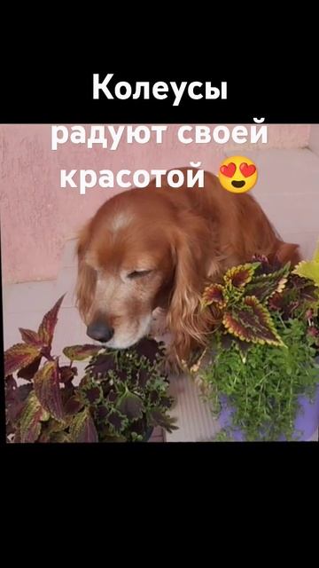 Колеусы радуют ! Посадила месяц назад ! #гортензия #сад смотреть онлайн
