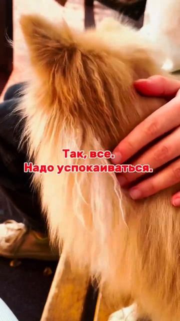 Этому мужику качели не помогут! #немецкийшпиц смотреть онлайн