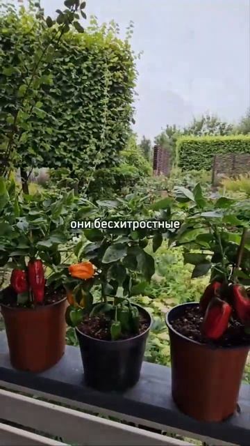 Выращивать ЭТИ СОРТА перцев на окне - счастье! смотреть онлайн