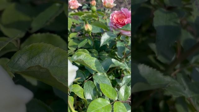 Чипэнддейл -Роза из серии must have смотреть онлайн