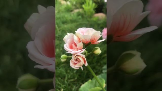 Пеларгония ТА-Шармель смотреть онлайн