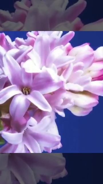 это очень КРАСИВО ✨ יפהפה ✨ beautiful смотреть онлайн