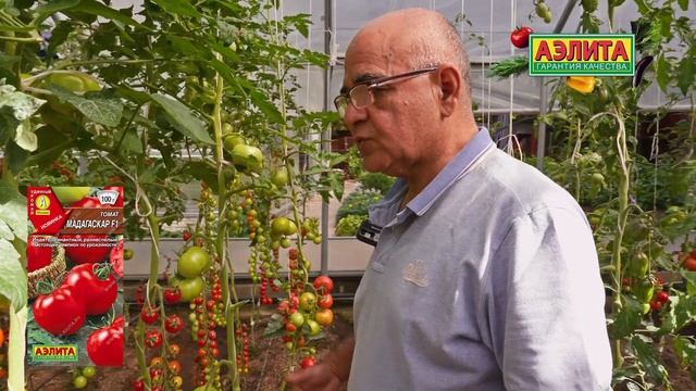 Новинка 2025! Этот томат - настоящий чемпион по урожайно?