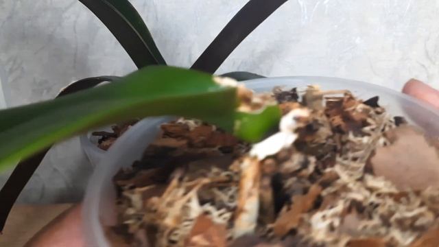 Орхидеи начали активно наращивать листы смотреть онлайн