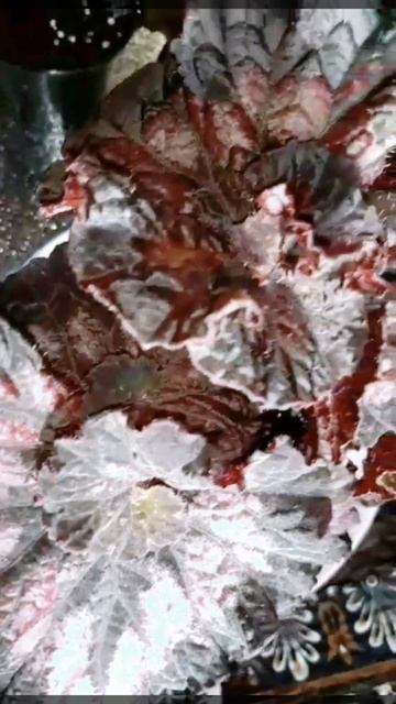 LeRex Роскошь смотреть онлайн