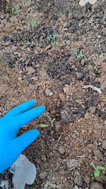 Высадка рассады из улиток смотреть онлайн